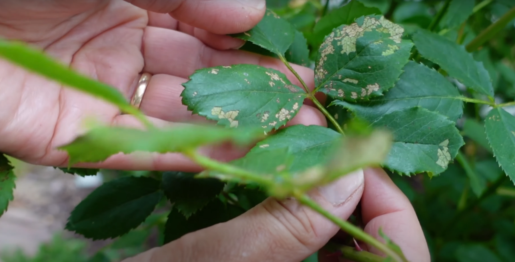 Rose Leaves Turning Yellow and Brown What to Do? GardenProfy