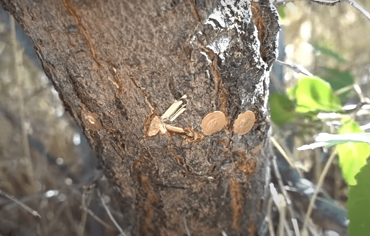 Do Copper Nails Kill Trees? GardenProfy