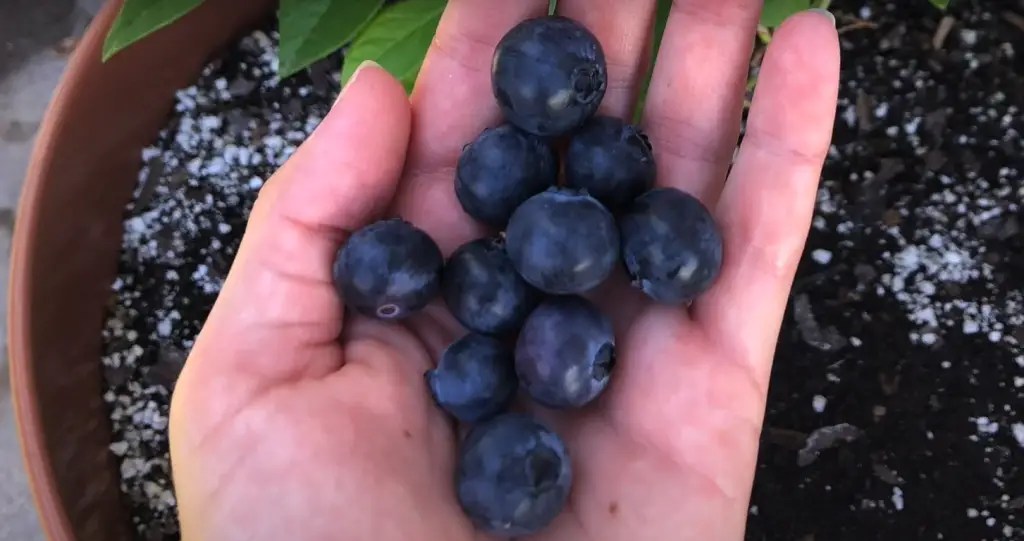 Blueberry Leaves Turning Purple What to Do? GardenProfy