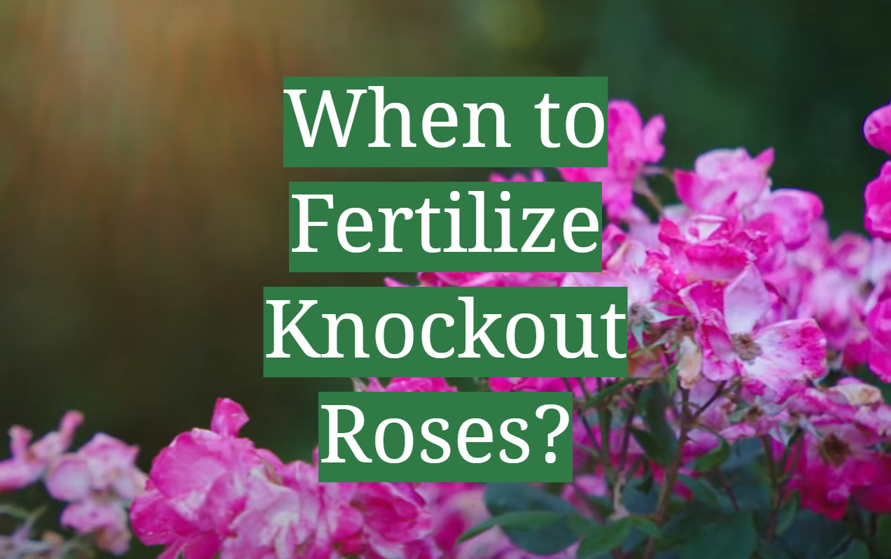 When to Fertilize Knockout Roses? GardenProfy