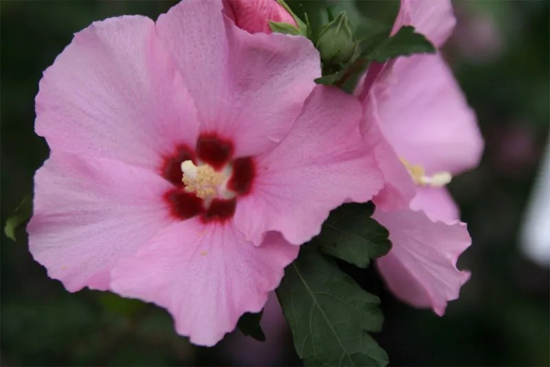 How to Prune a Rose of Sharon? GardenProfy