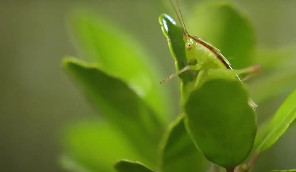 What Animals Eat Flowers in the Garden? GardenProfy