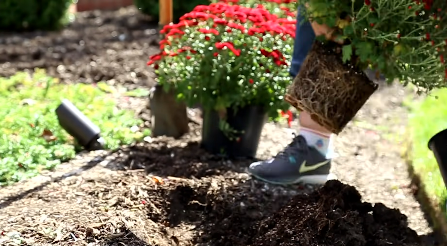 Can You Plant Chrysanthemums Outside? GardenProfy