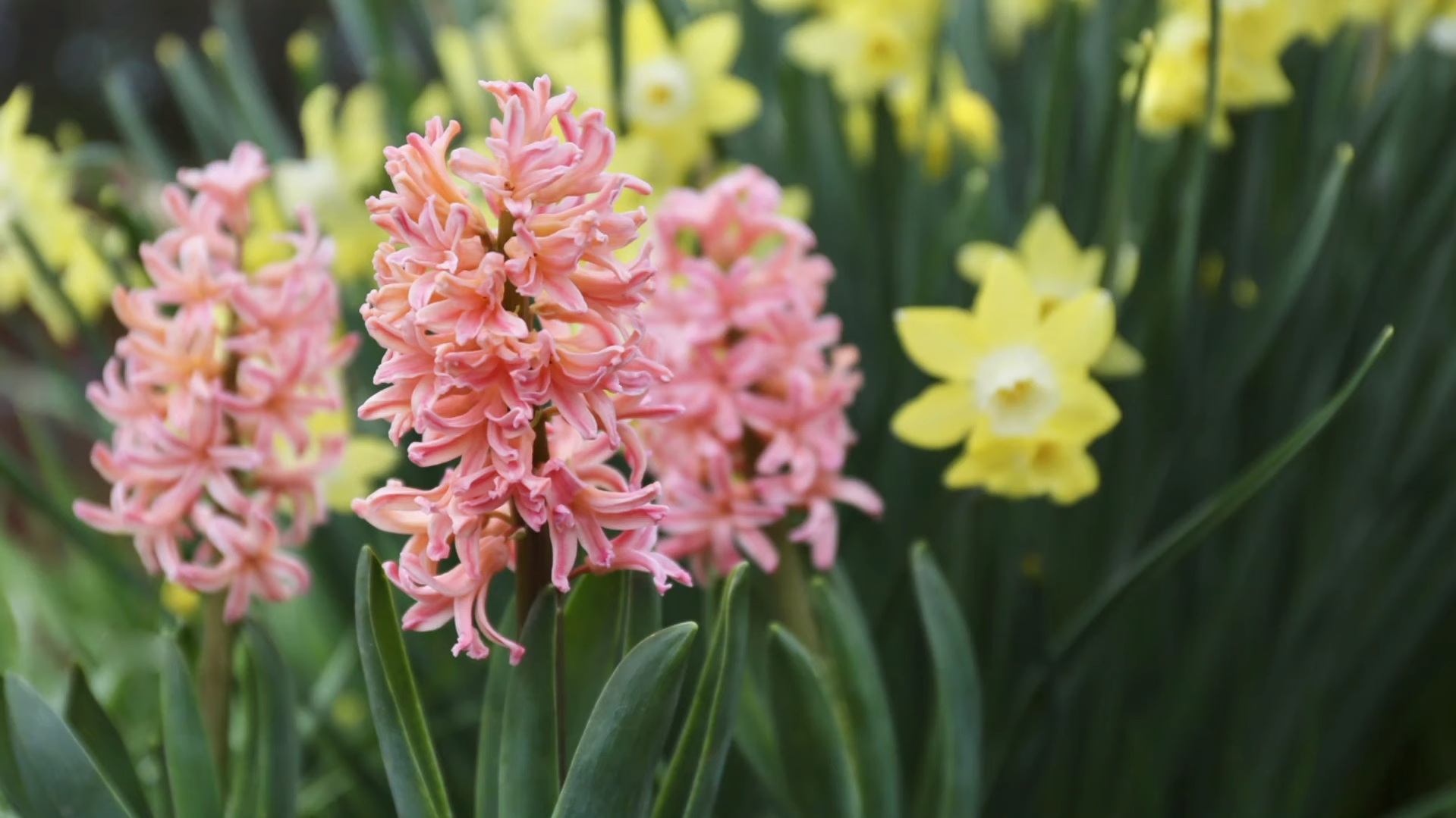 Can You Plant Hyacinth Outside? GardenProfy