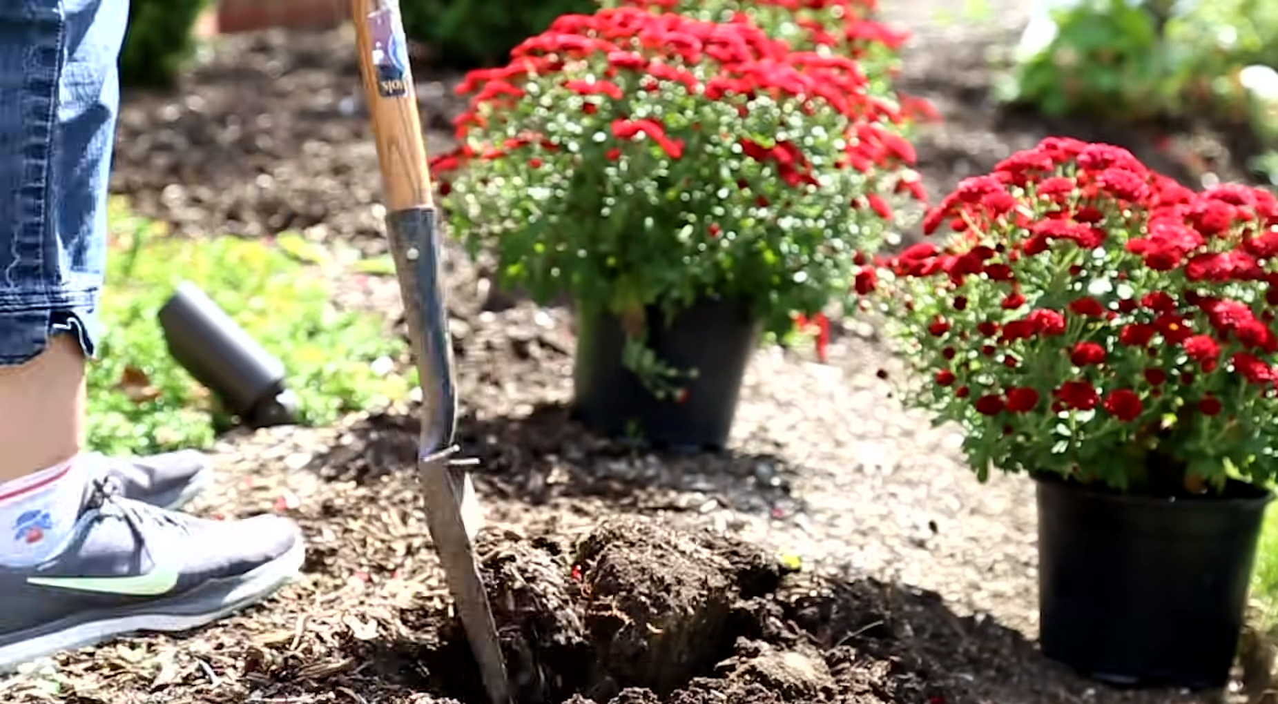 Can You Plant Chrysanthemums Outside? GardenProfy