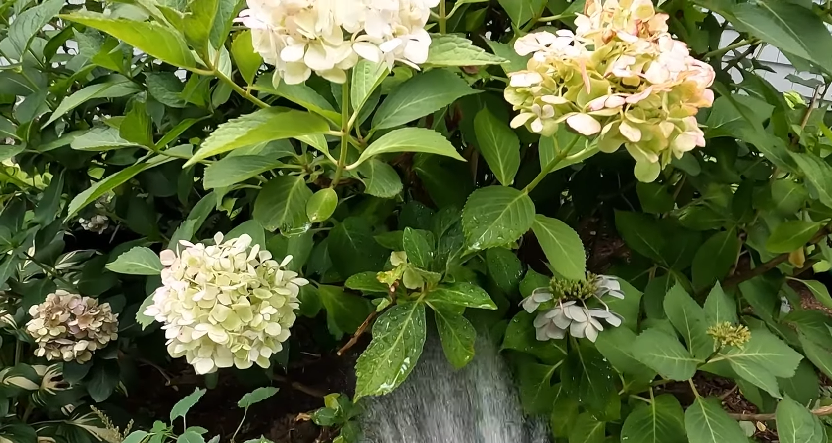 Can You Plant Hydrangeas Outside? GardenProfy