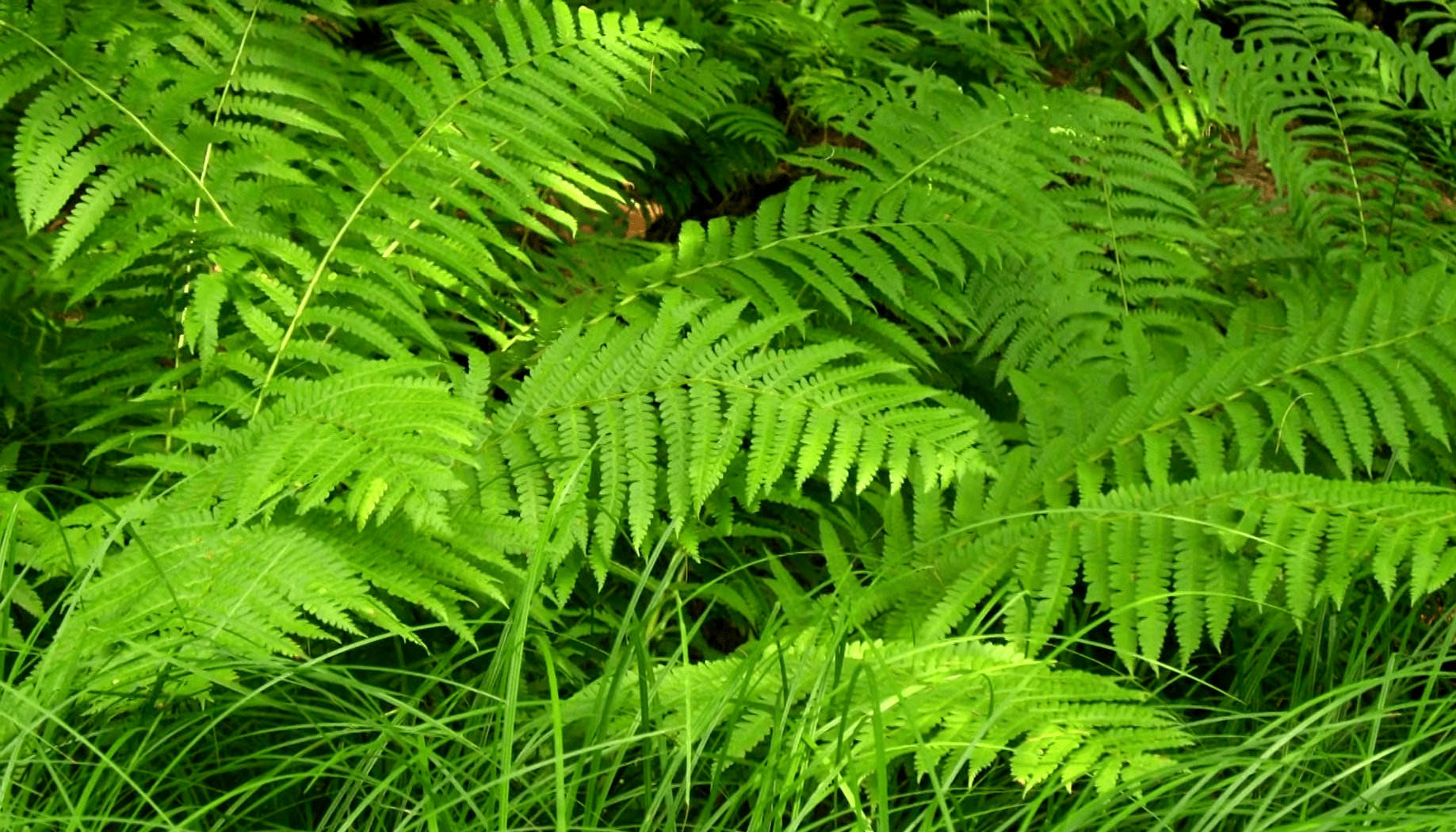 How Often to Water Ferns Outside? GardenProfy