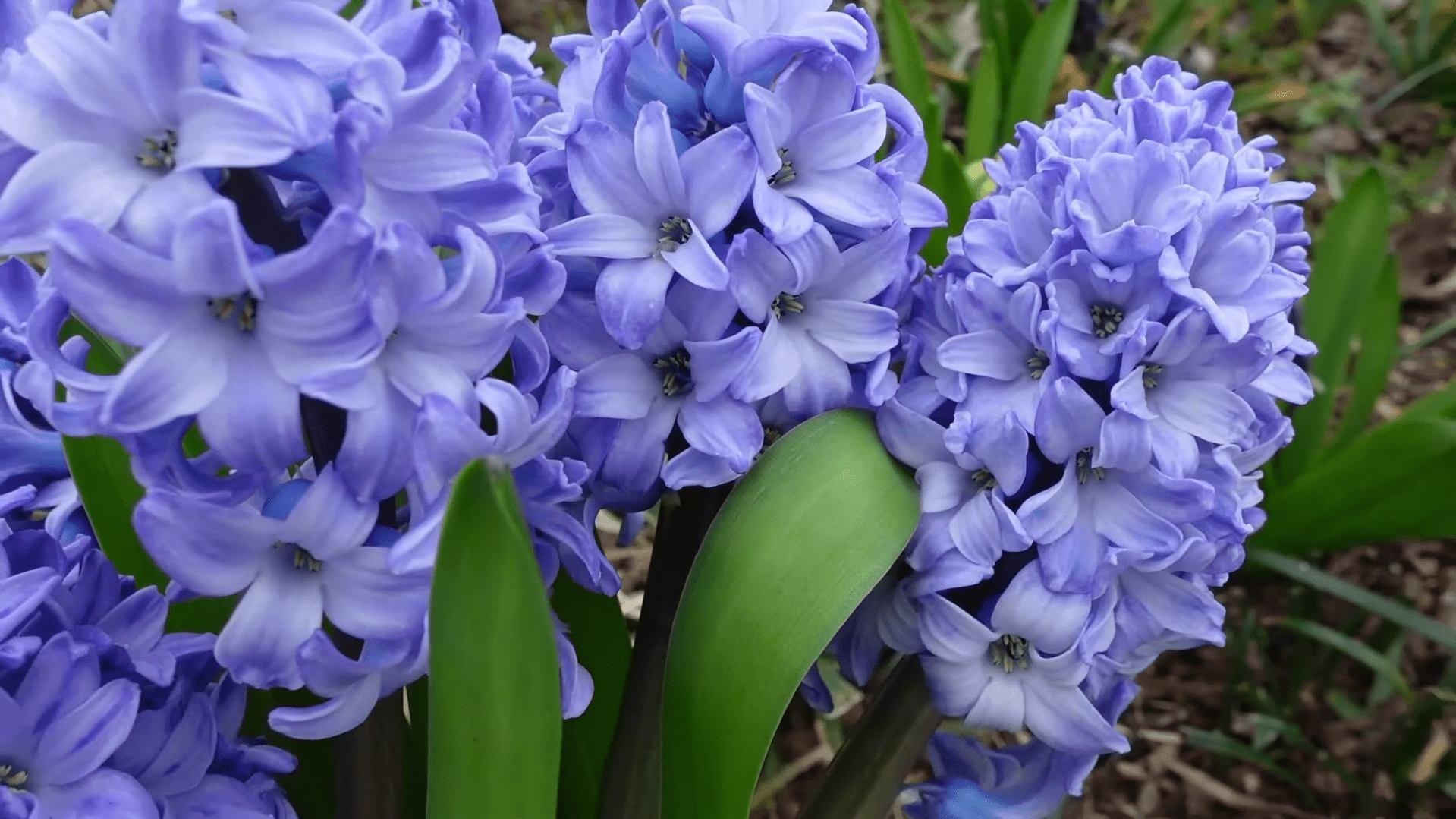 Can You Plant Hyacinth Outside? GardenProfy