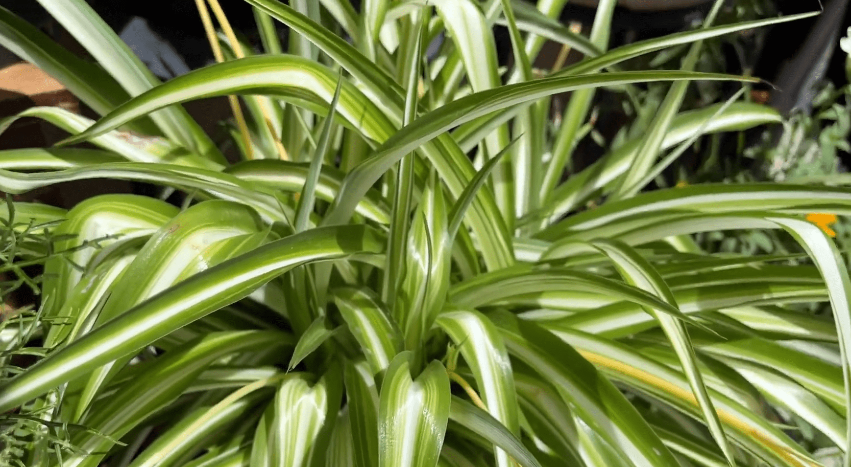 Can You Plant Spider Plants Outside? GardenProfy
