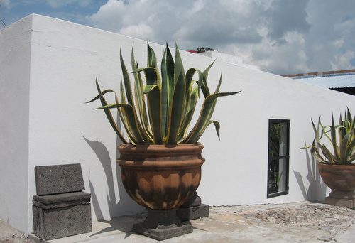 The Gardens of San Miguel de Allende, Mexico