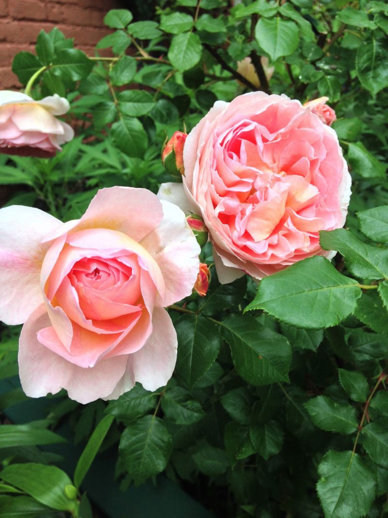 It's June, so enjoy the roses in my Garden GardenRant
