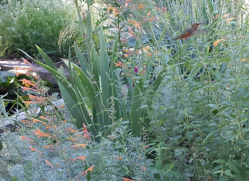 Planting for Hummingbirds Garden Rant