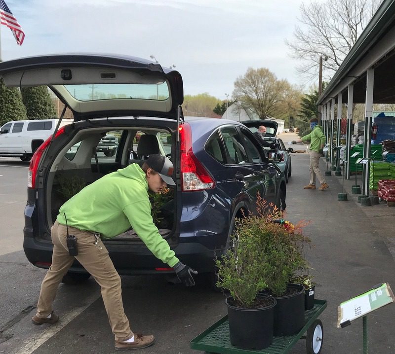Buying Plants Locally During the Shutdown GardenRant