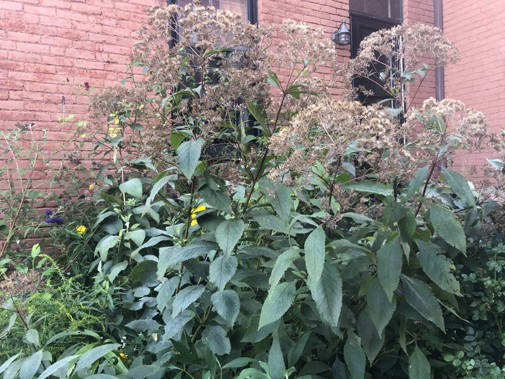 It's gardener vs. gardener season GardenRant