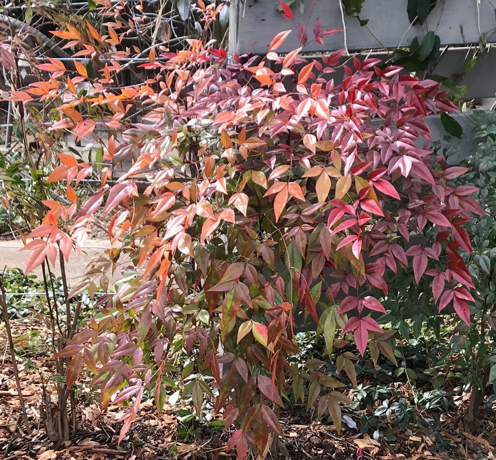 The Truth about Nandinas Killing Birds GardenRant