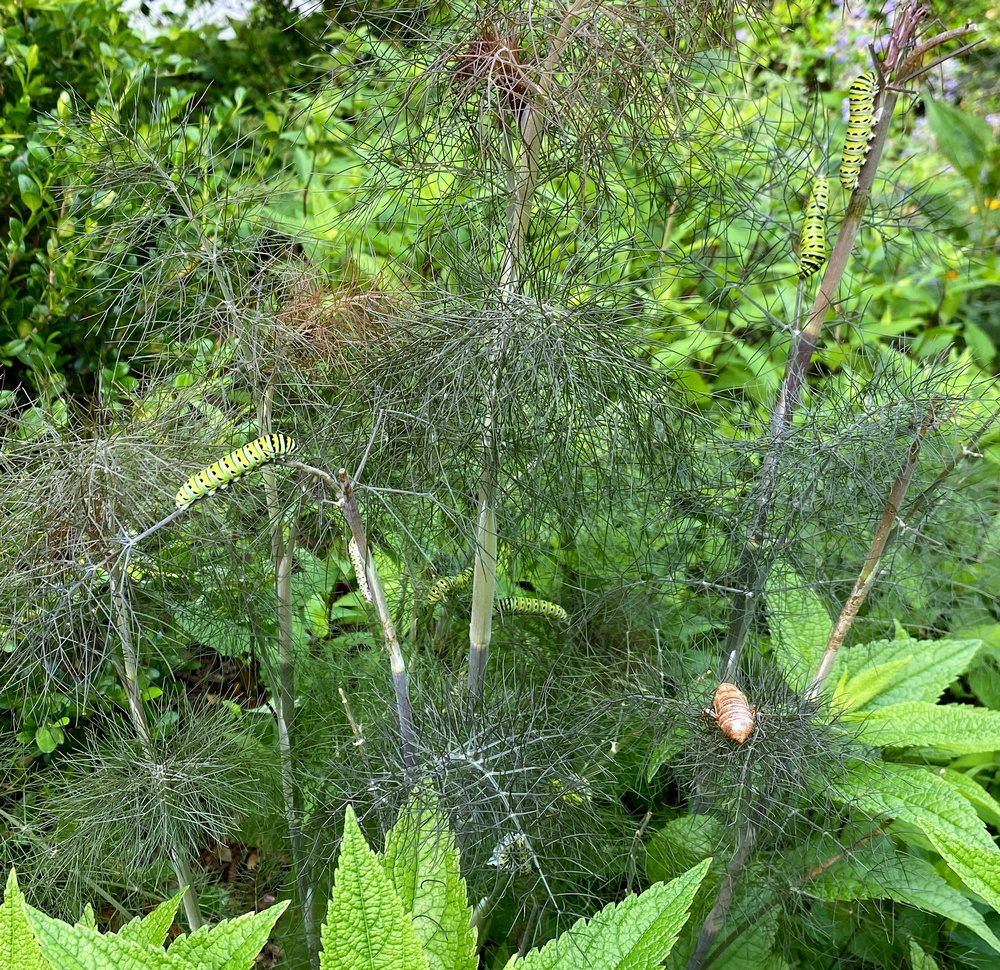 Will my Japanese Maple Survive the Cicadas? Wendy Floral