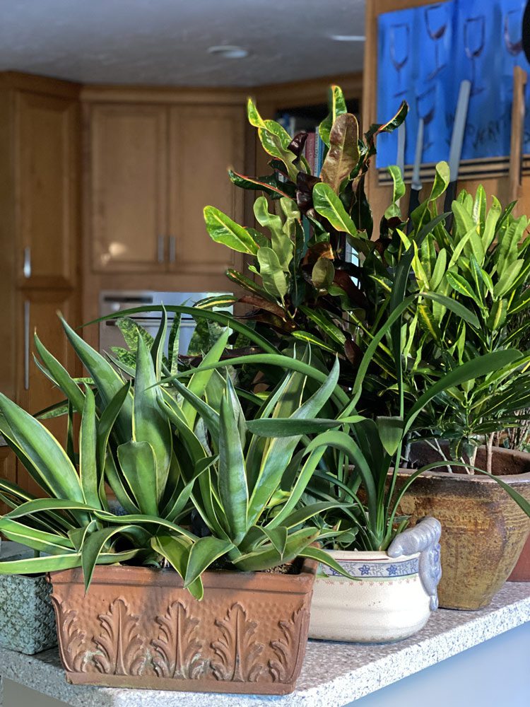 The Brisk Chill of Autumn Has Arrived. Time for....Crotons?!? GardenRant