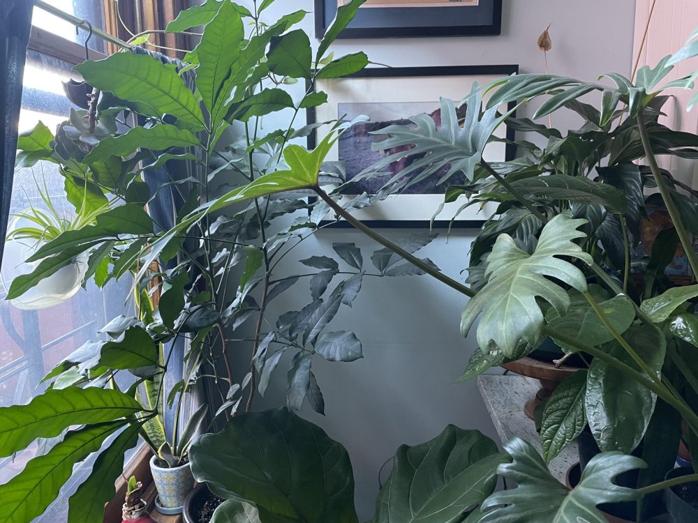 Tis the season for houseplant anxiety GardenRant