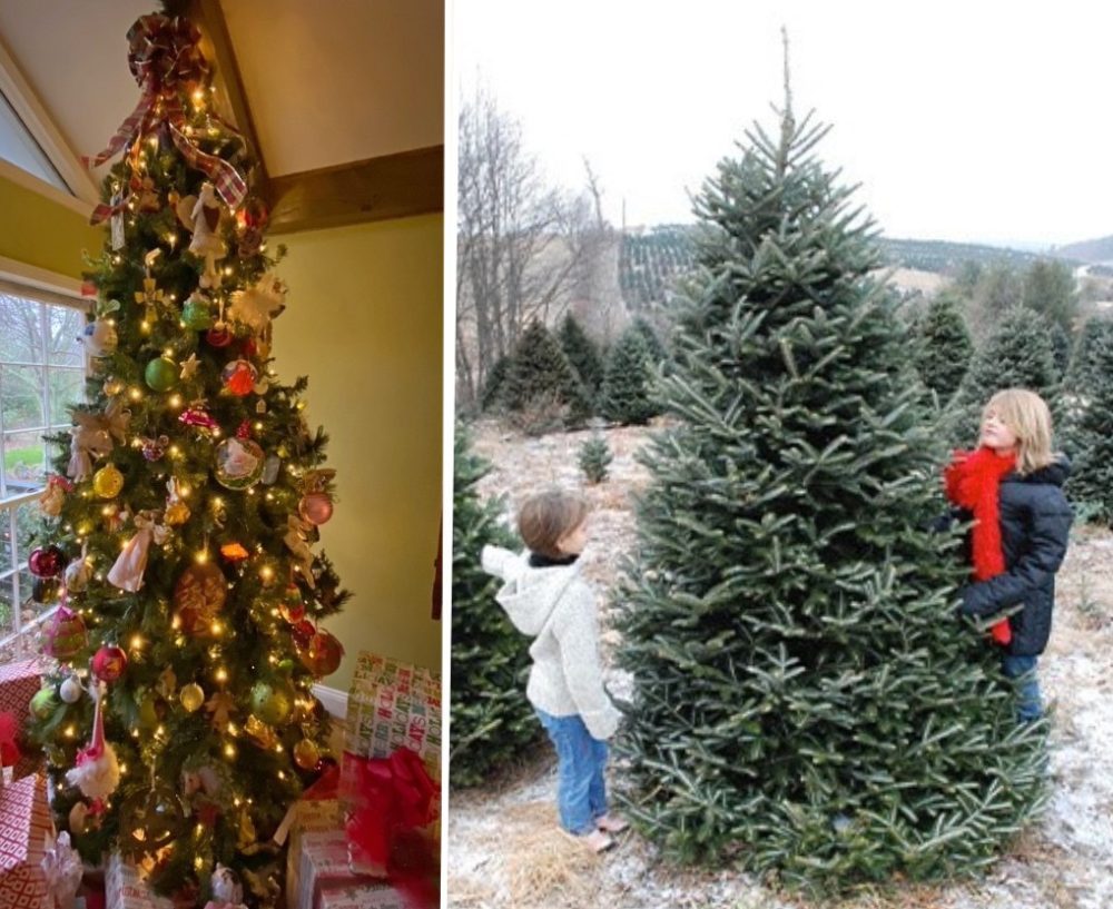 Why Real Christmas Trees Are Better for the Environment Than Artificial