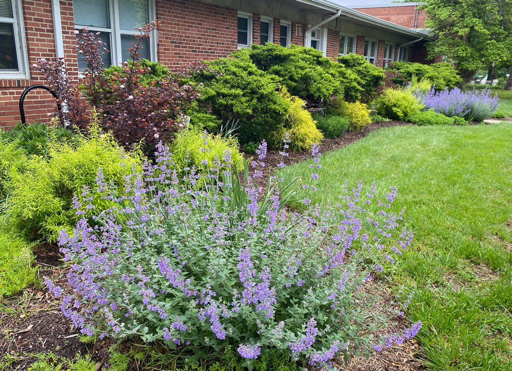 LowestMaintenance Borders are AllShrub GardenRant