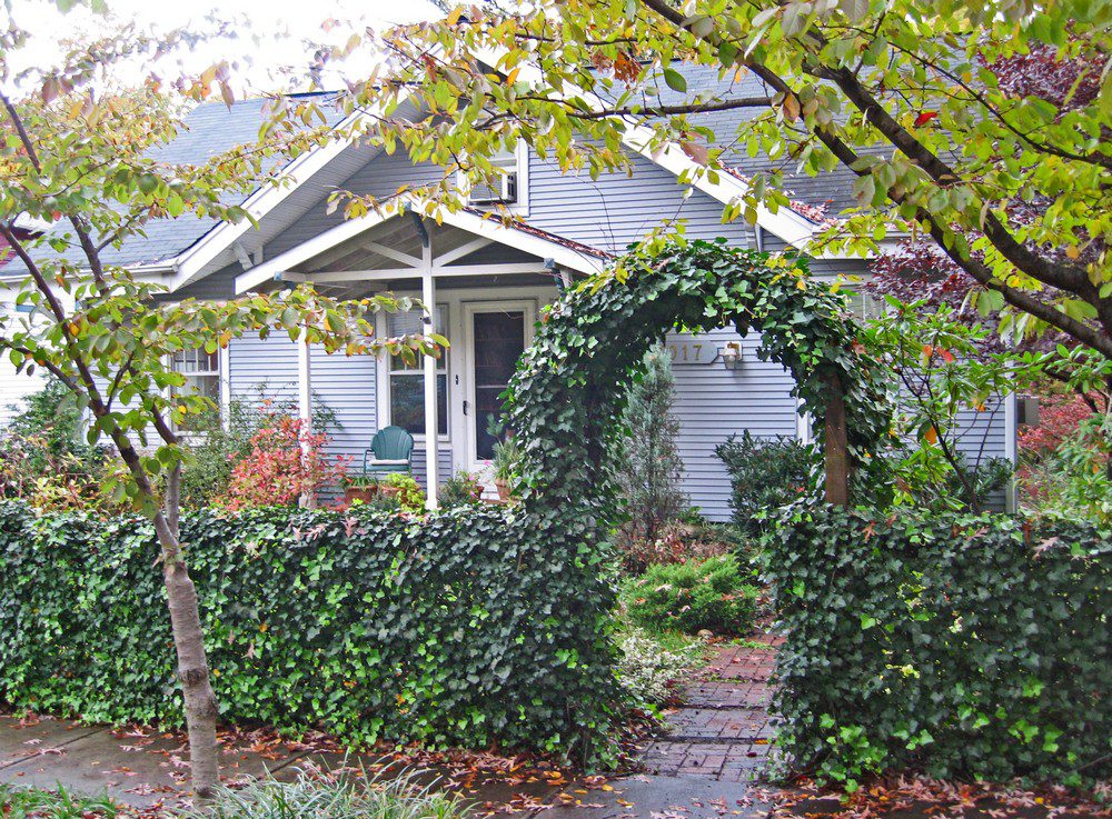 Ivy Chain Link Fence