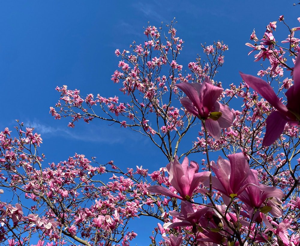 Humans interacting with cherry blossoms and magnolias GardenRant
