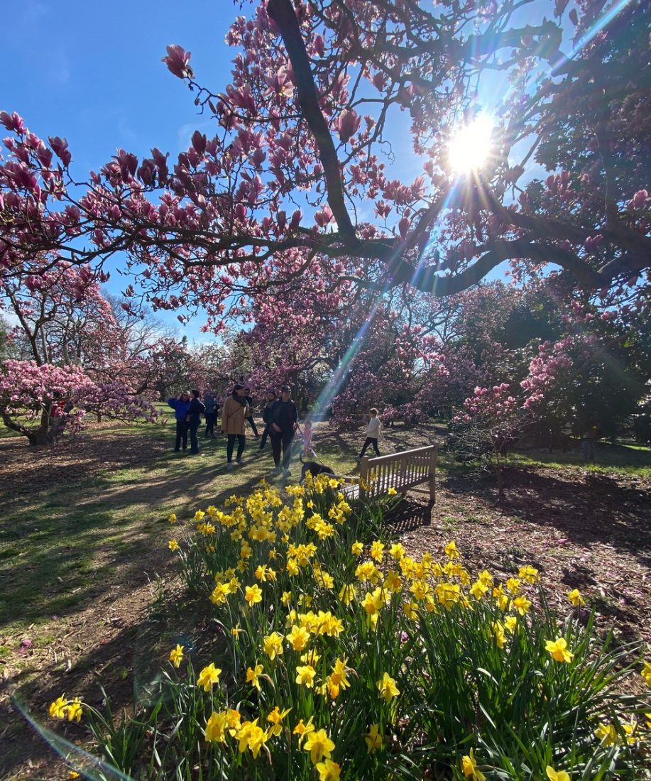 Humans interacting with cherry blossoms and magnolias GardenRant