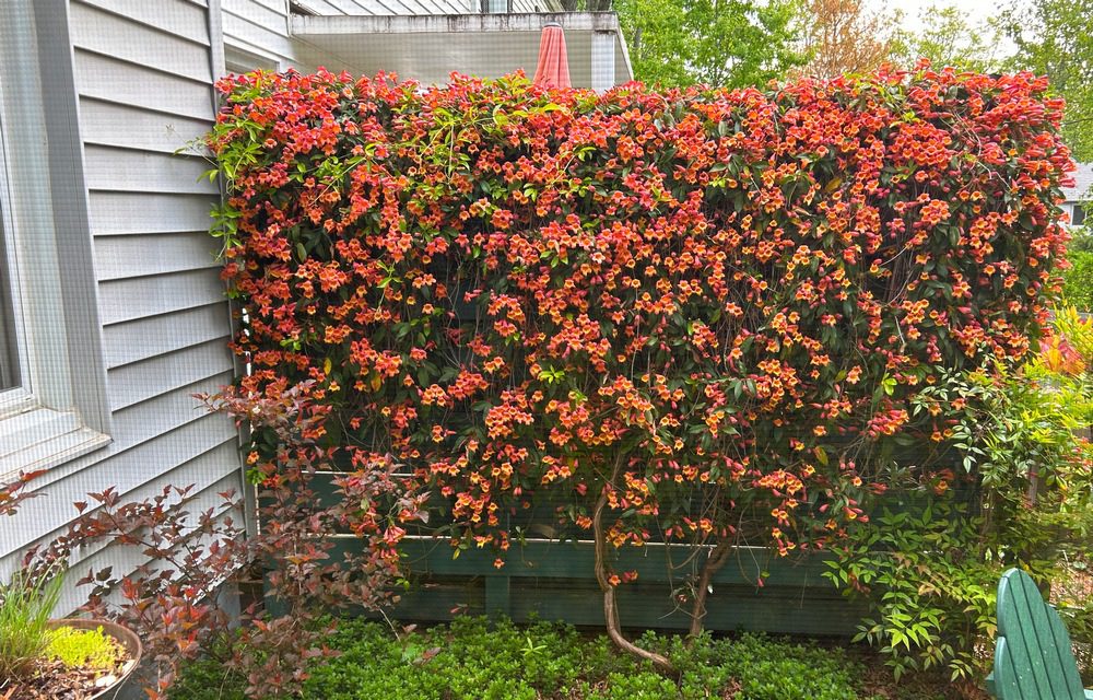 Crossvine, Honeysuckle, More Vines, and Ninebark, too! GardenRant