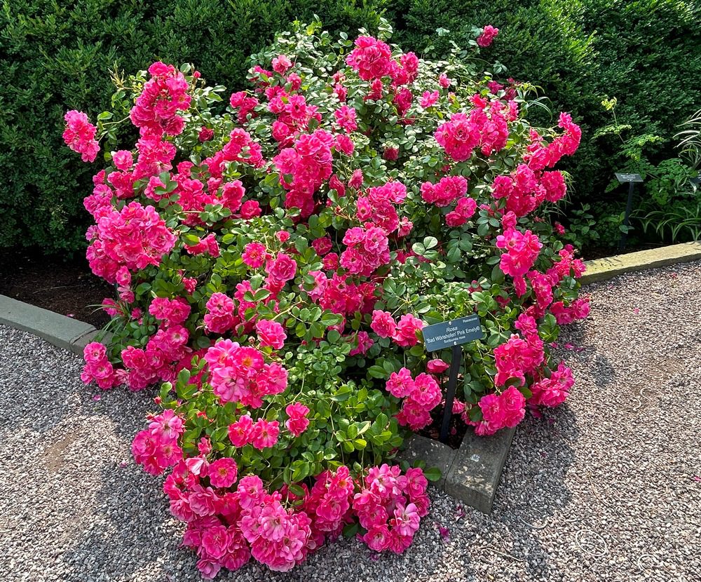 Can Roses be Grown Sustainably in a Hot, Humid Region? I Asked the U.S