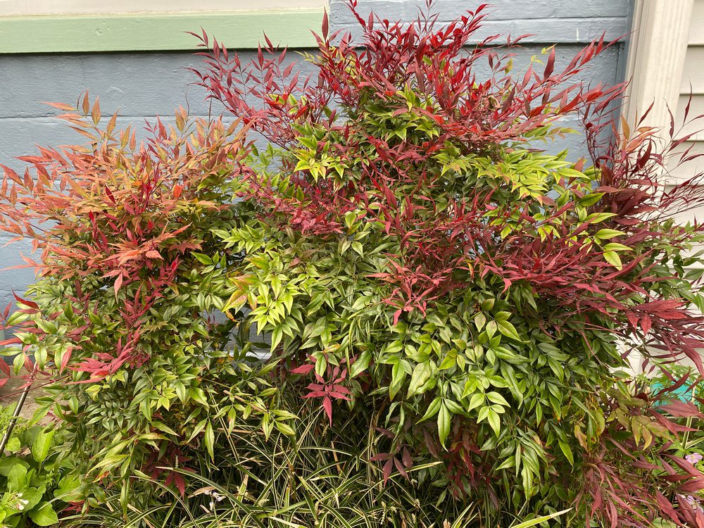 The Truth about Nandinas Killing Birds GardenRant