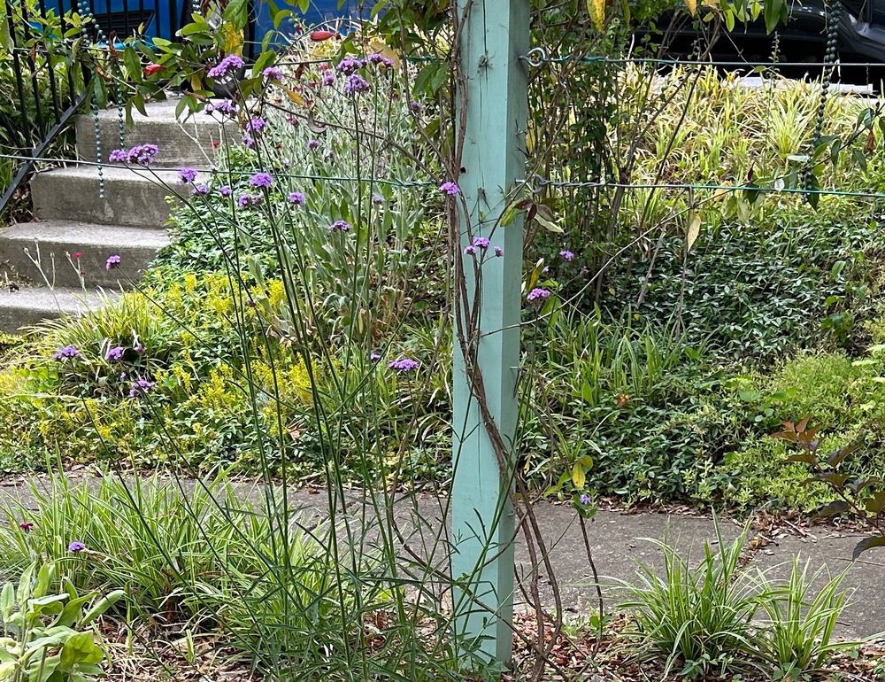 The Lantana and Verbena Report Did they attract pollinators as you