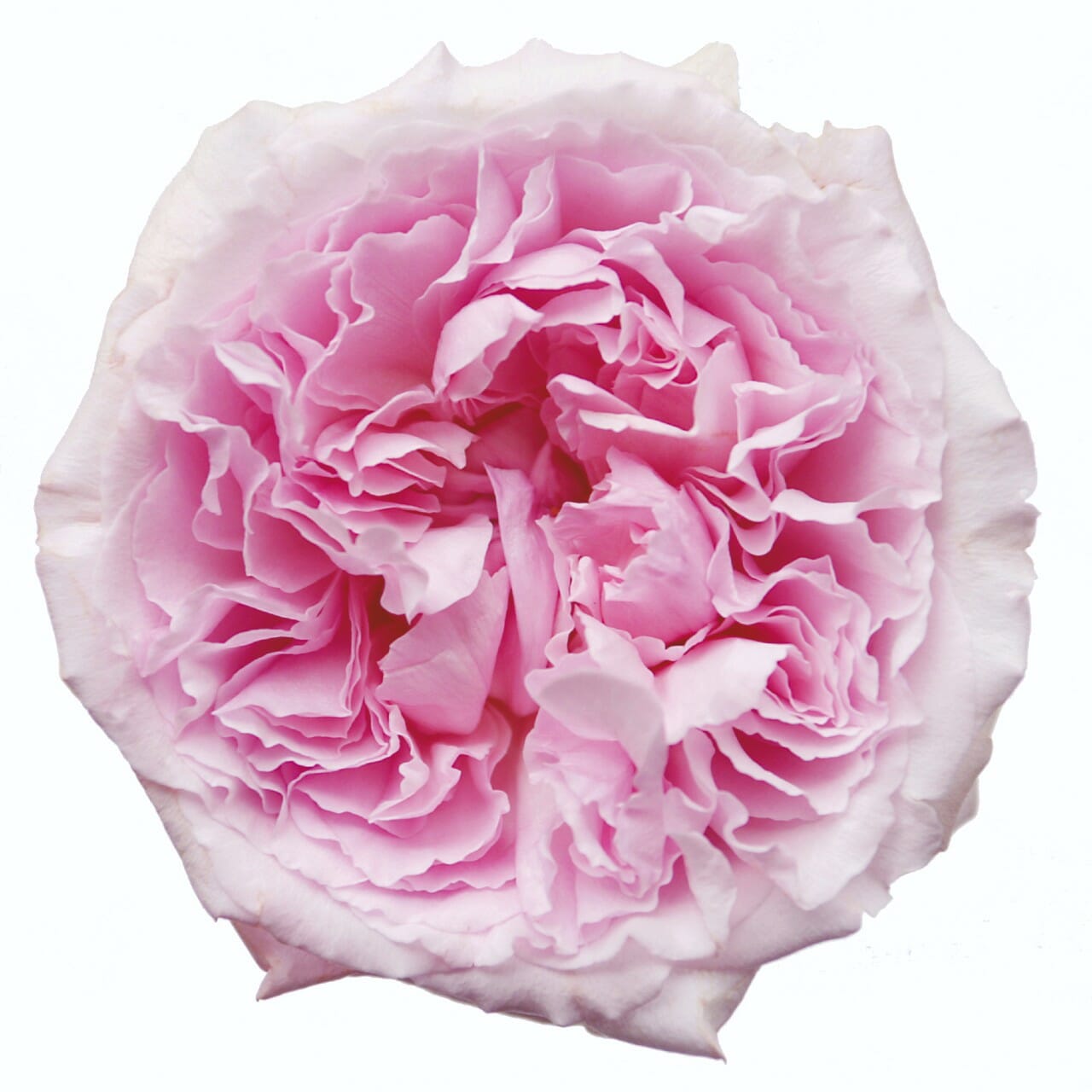 David Austin Miranda Roses Garden Roses Direct