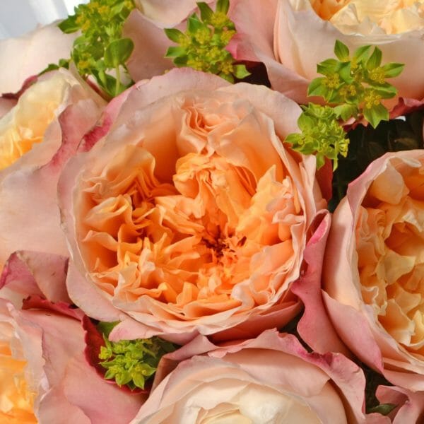 David Austin Edith Roses Garden Roses Direct