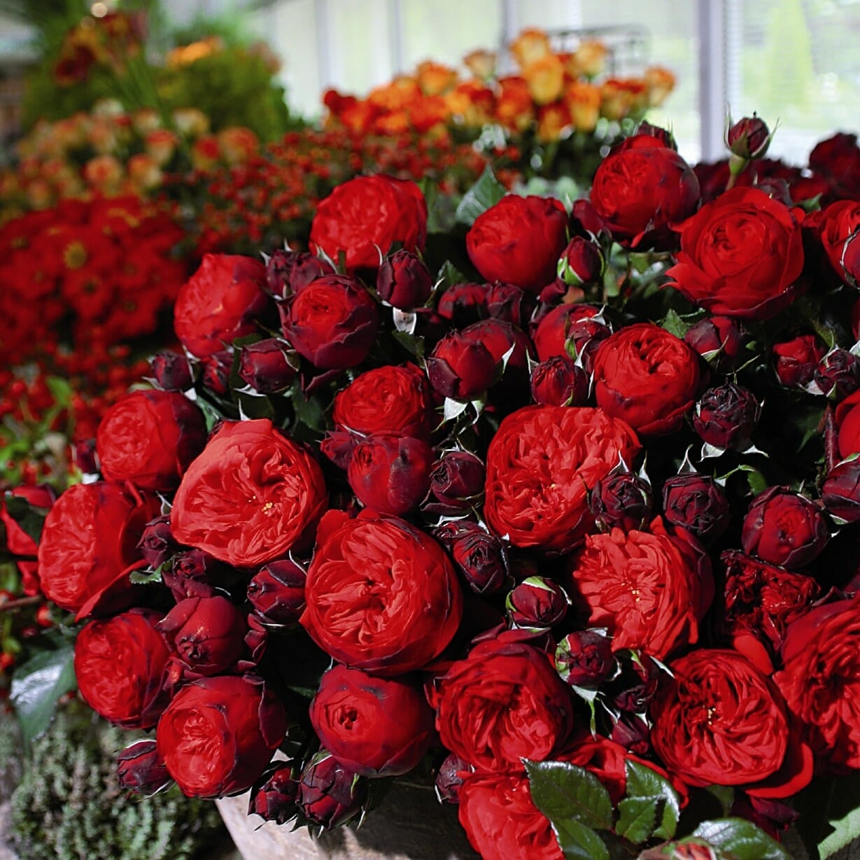 Piano Roses Garden Roses Direct