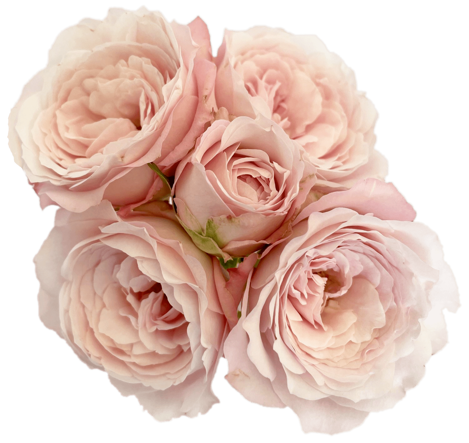 Princess Fairy Kiss Roses Garden Roses Direct