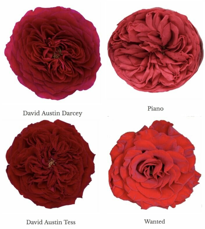 Varieties of Red Garden Roses Garden Roses Direct