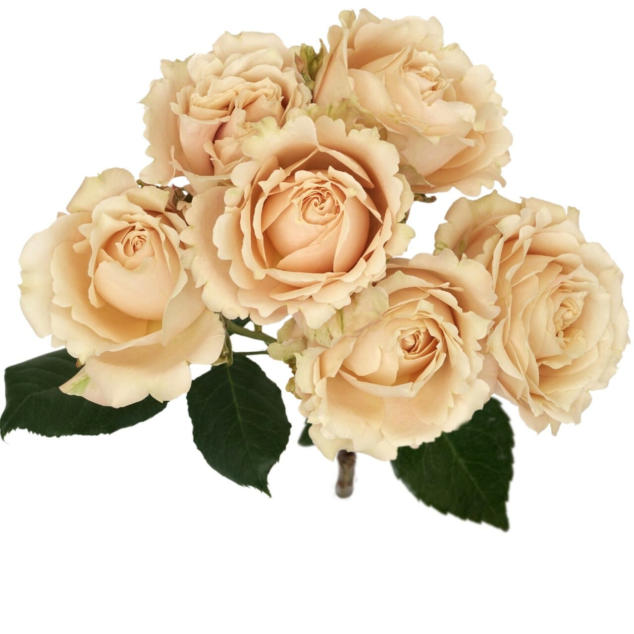 Sahara Sensation Spray Roses Garden Roses Direct