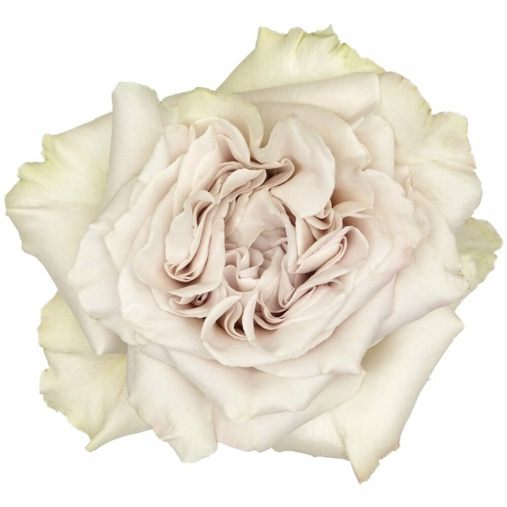 Westminster Abbey Roses Garden Roses Direct
