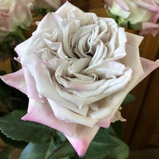 Westminster Abbey Roses Garden Roses Direct
