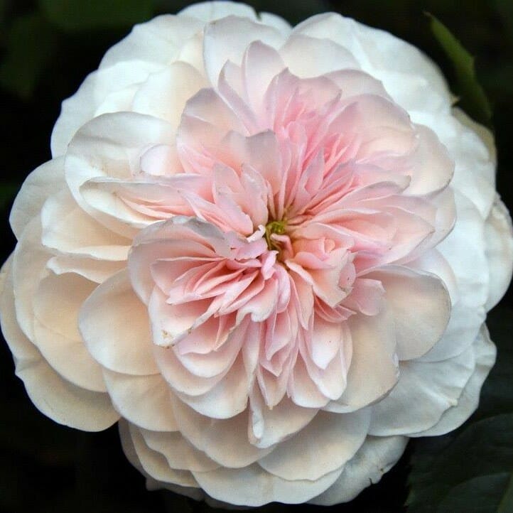 Sabrina Roses Garden Roses Direct