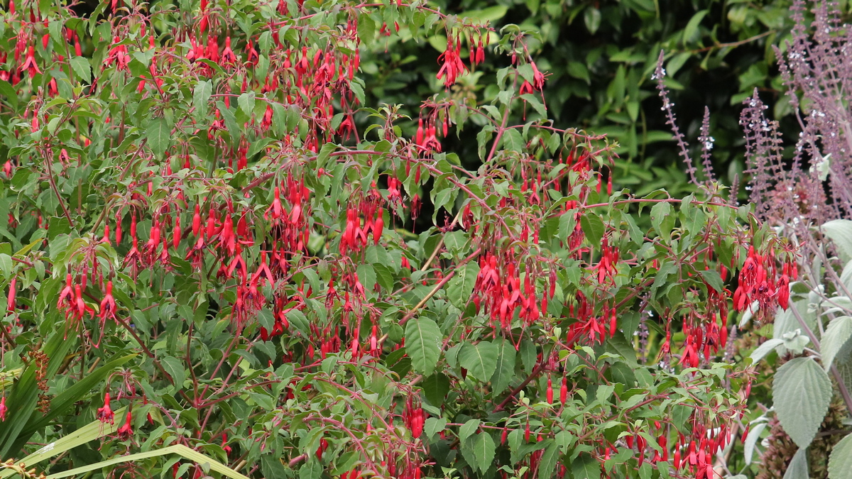 A future for Fuchsias. garden ruminations