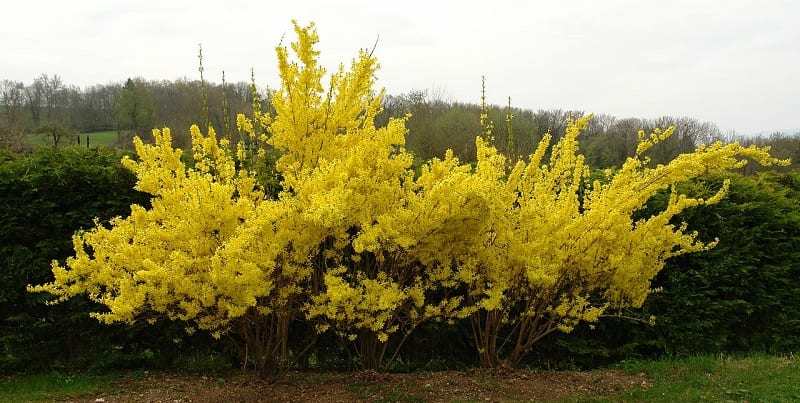 How to Grow Forsythias from Stem Cuttings The garden!
