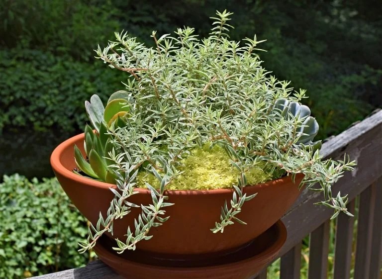 How to Grow Rosemary in Containers The garden!