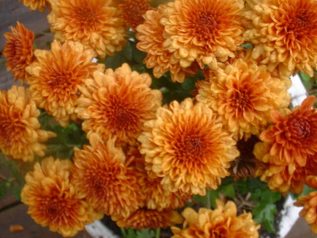 Chrysanthemum