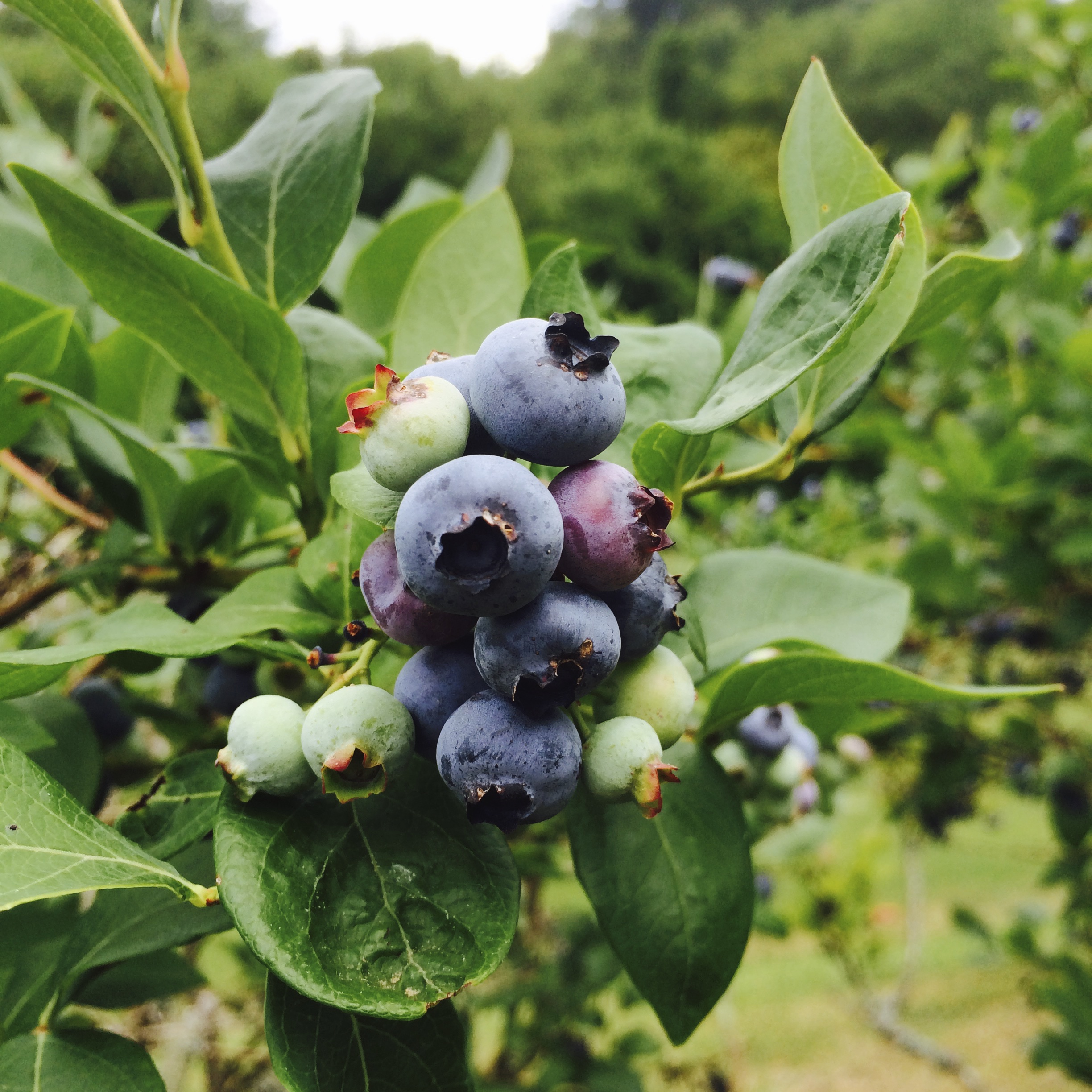 Blueberry Soil pH and Acidity GardensAll