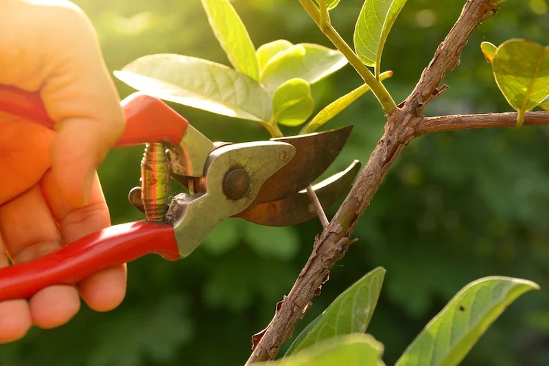 Pruning Shears How To Use This Handy Gardening Tool The Proper Way