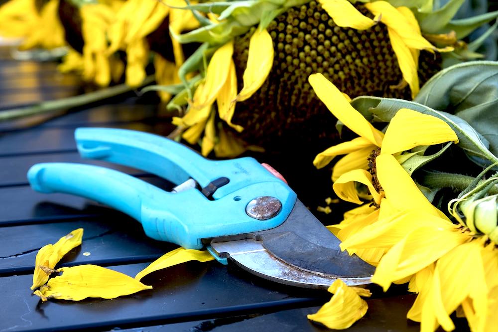 Pruning Tips Every Gardening Enthusiast Should Know Garden Season