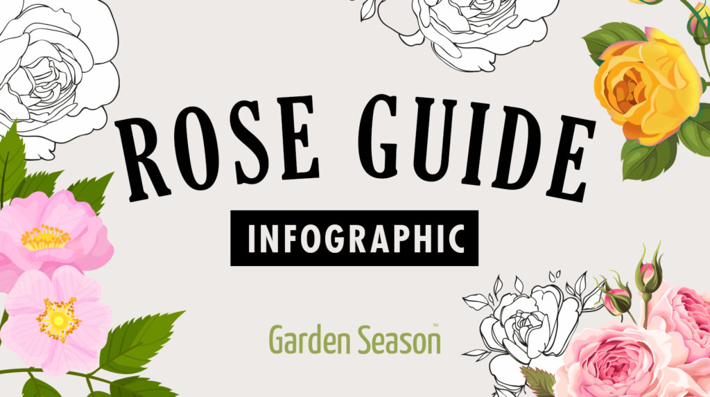 How To Identify Rose Variety Like A Flower Expert [INFOGRAPHIC]