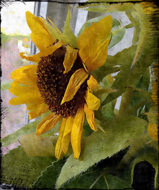 fading sunflower Gardens Eye View