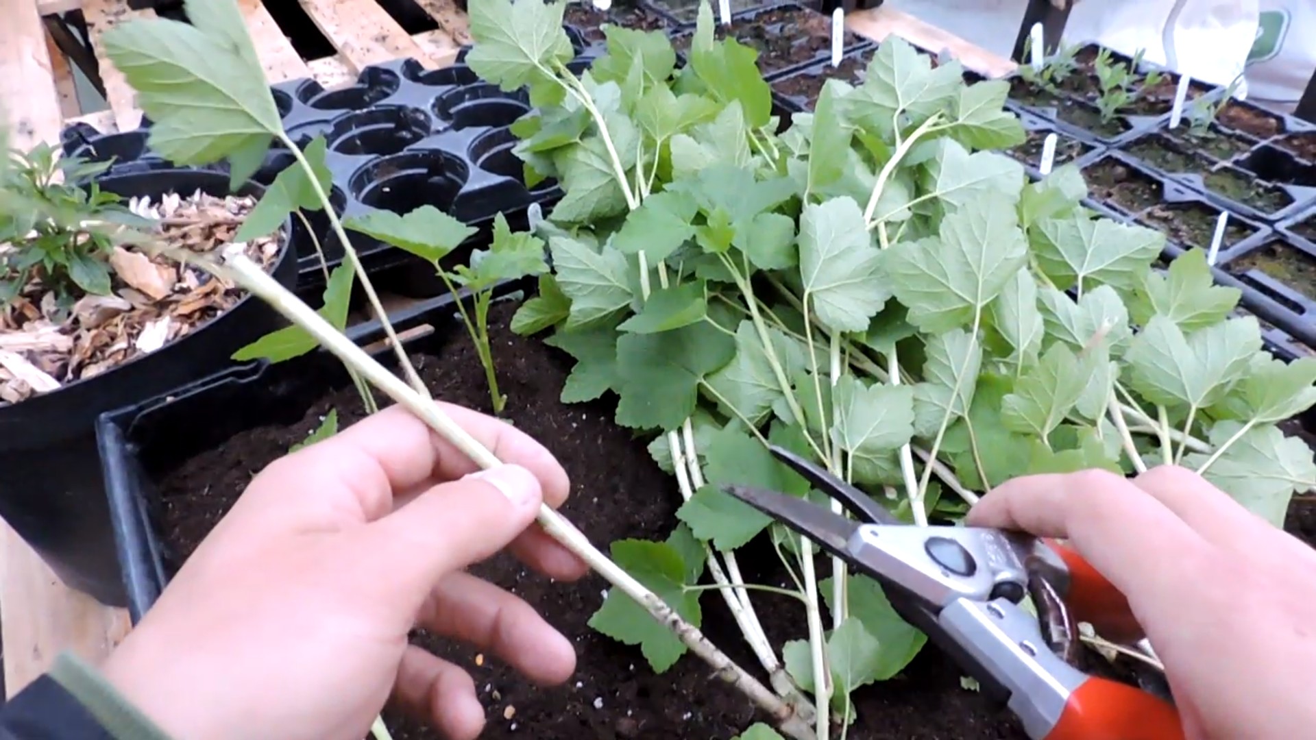 Free Plants from Softwood Cuttings 9 TIPS Gardens for Life